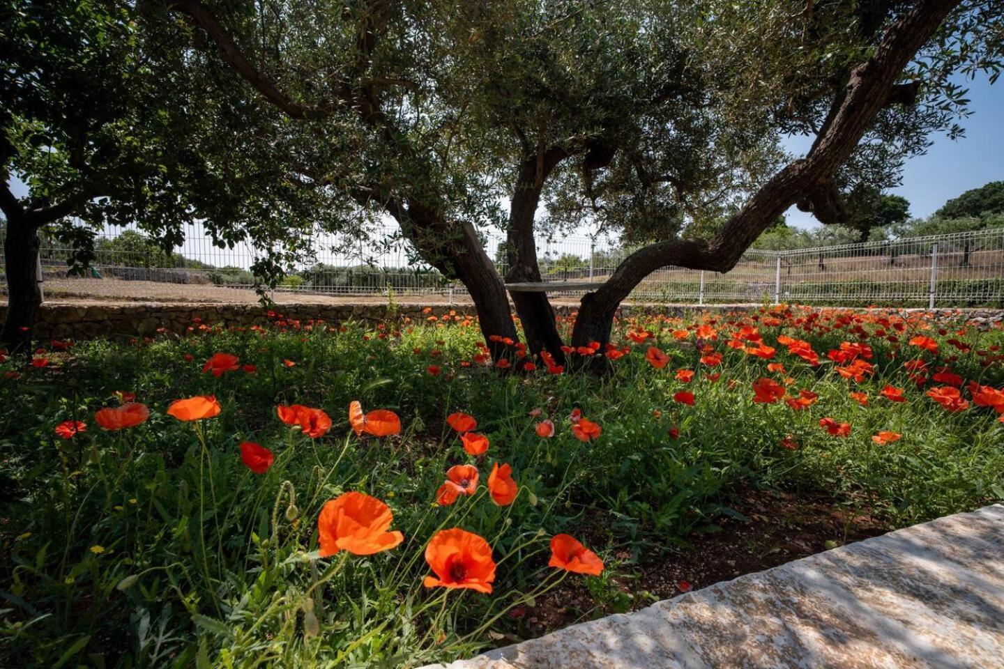 Valle D'Itria Trulli E Alcova Mikael ชิสแตร์นีโน ภายนอก รูปภาพ